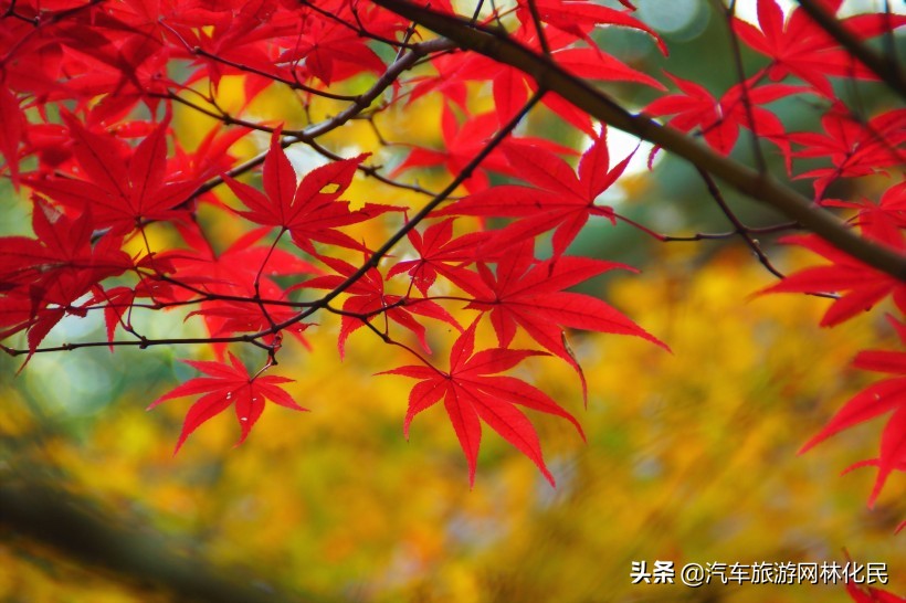临沂深秋“色彩地图”来啦!带你欣赏“醉美”深秋